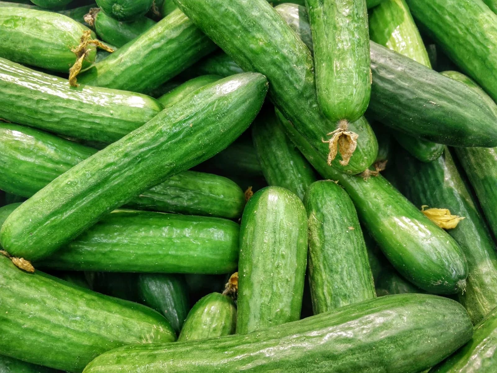 Salatgurken