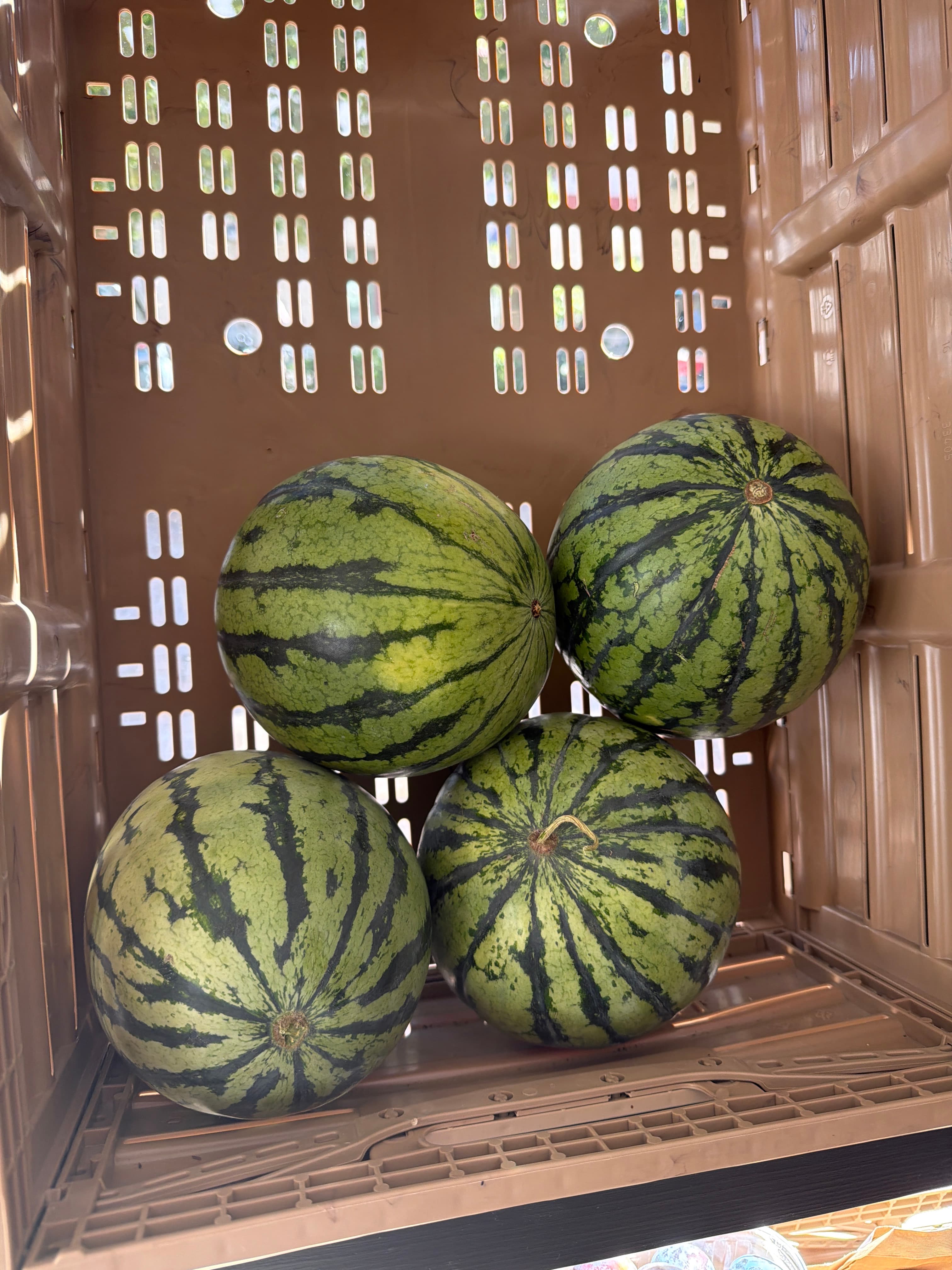 Wassermelone aus Deutschland