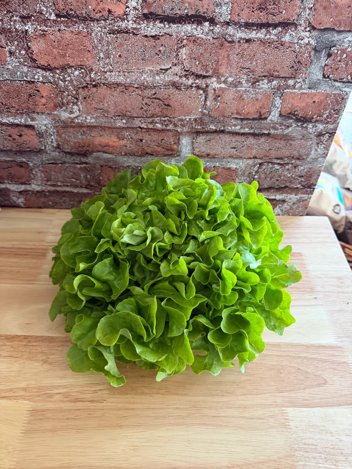 Eichblattsalat
