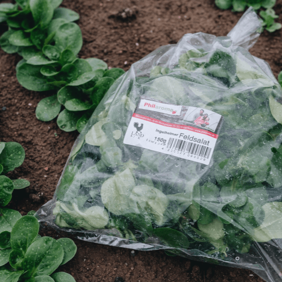 Feldsalat