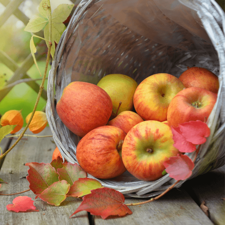 Äpfel (Braeburn)